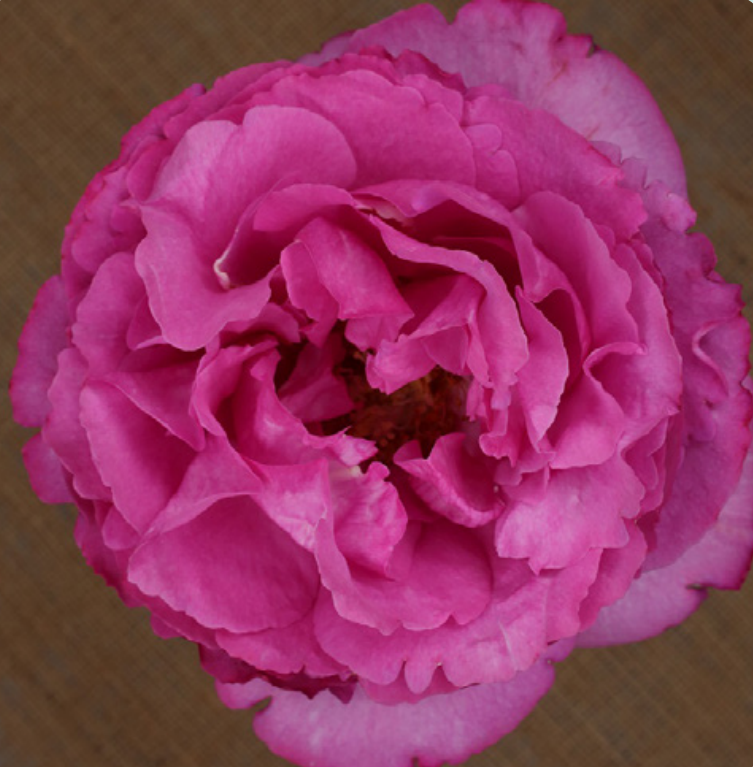 Garden Rose Yves Piaget 40 A1 Alexandra Farms CO comprar al por mayor en M-Flowers