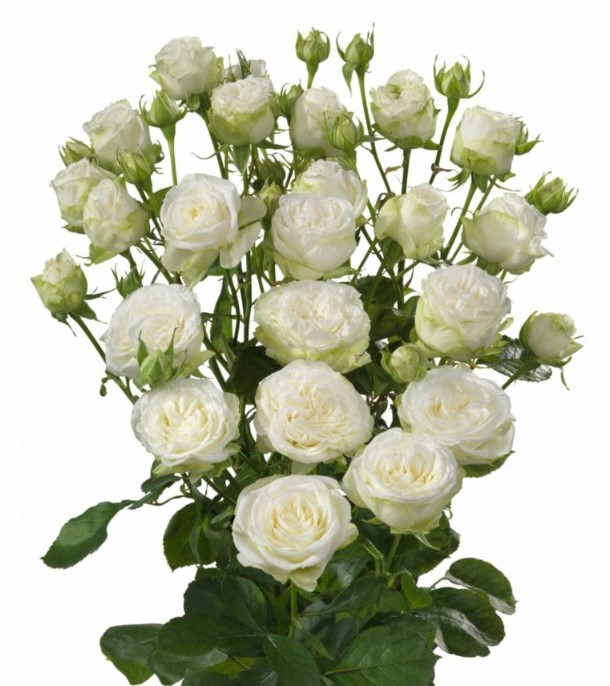 Garden Spray Rose Miss Bombastic white 50 A1 Tambuzi Limited Kenya comprar al por mayor en M-Flowers