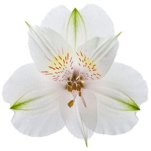 Alstromeria White 80 A1 Much Flowers EC buy wholesale on M-Flowers