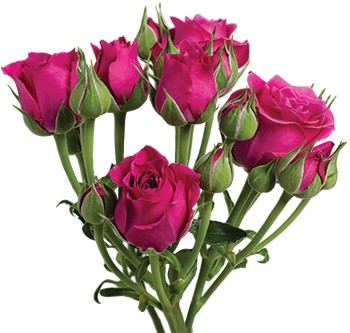 Spray roses Hot Majolika dark-pink 45 A1 Spray roses Hot Majolika 45 A1 Pro Plan EC comprar al por mayor en M-Flowers