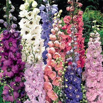 Delphinium Mix multicolor 60 A1 FRESH EXCHANGE FZCO Kenya buy wholesale on M-Flowers