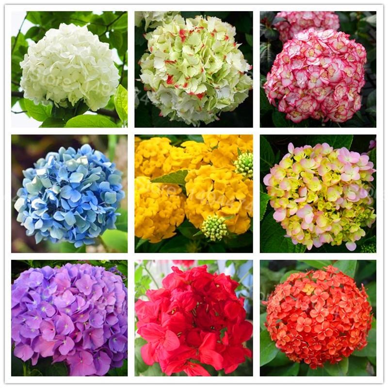 Hydrangea Mix 30 A1 FRESH EXCHANGE FZCO KE buy wholesale on M-Flowers