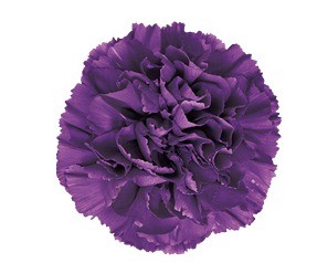 Carnation Moonvelvet purple 70 A1 Carnation Moonvelvet 70 A1 Florigene CO buy wholesale on M-Flowers
