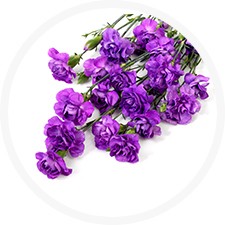 Carnation moonberry purple 70 A1 Carnation moonberry 70 A1 Florigene CO buy wholesale on M-Flowers