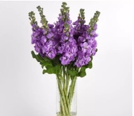 Spray Mathiola Lavender 50 A1 Fresh Exports EC buy wholesale on M-Flowers