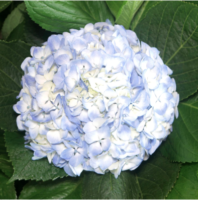 Hydrangea blue premium blue 60 A1 Surandina de flores Colombia buy wholesale on M-Flowers