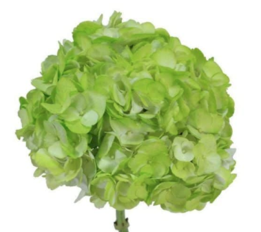 Hydrangea green emerald premium green 60 A1 Sky Flowers Colombia buy wholesale on M-Flowers