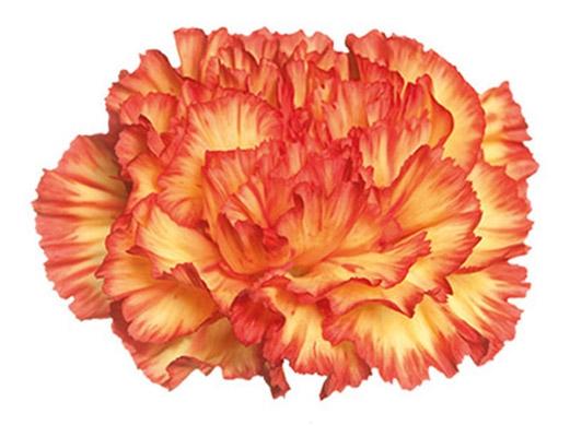 Carnation Zenit 60 A1 GOLDEN TULIP FARMS LTD KE buy wholesale on M-Flowers