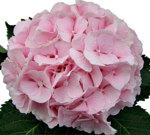 Hydrangea tinted verena pink premium 60 A1 Sky Flowers CO buy wholesale on M-Flowers