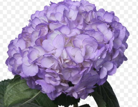 Hydrangea tinted lavander premium 70 A1 American Flowers S.A.S. CO buy wholesale on M-Flowers