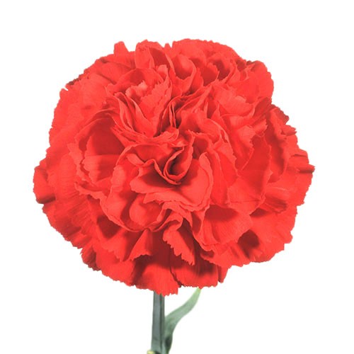 Carnation red standart 70 A1 TIFLOWER EC купить оптом на M-Flowers