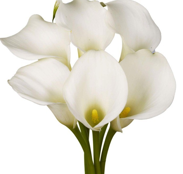 Calla WHITE	WHITE SWAN white 90 A1 Granada Colombia buy wholesale on M-Flowers