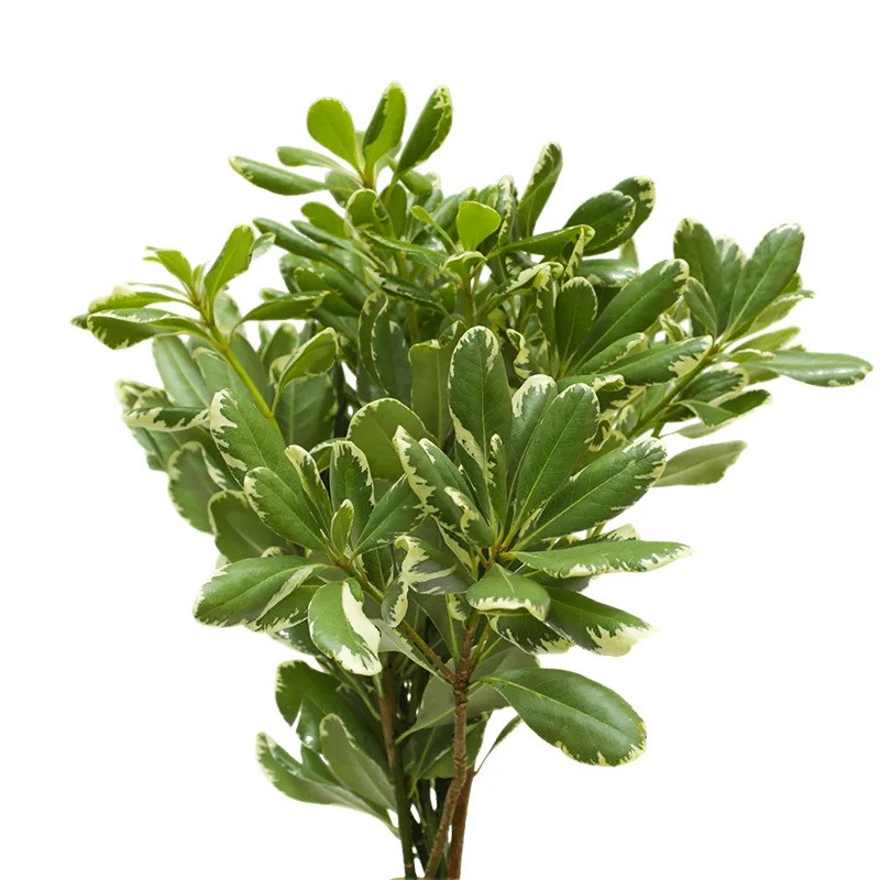 Pittosporum Variegated green 60 A1 Dolina Israel Israel buy wholesale on M-Flowers