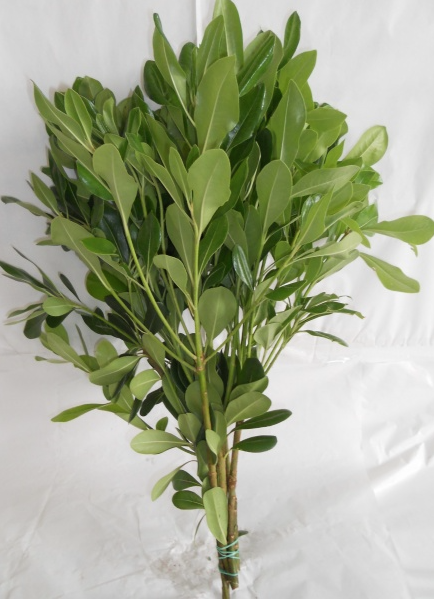 Pittosporum Green green 50 A1 Dolina Israel Israel buy wholesale on M-Flowers