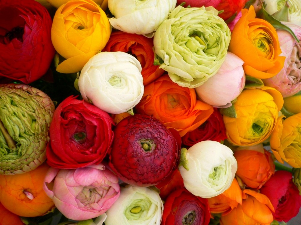 Ranunculus MIX 40 A1 Granada CO buy wholesale on M-Flowers