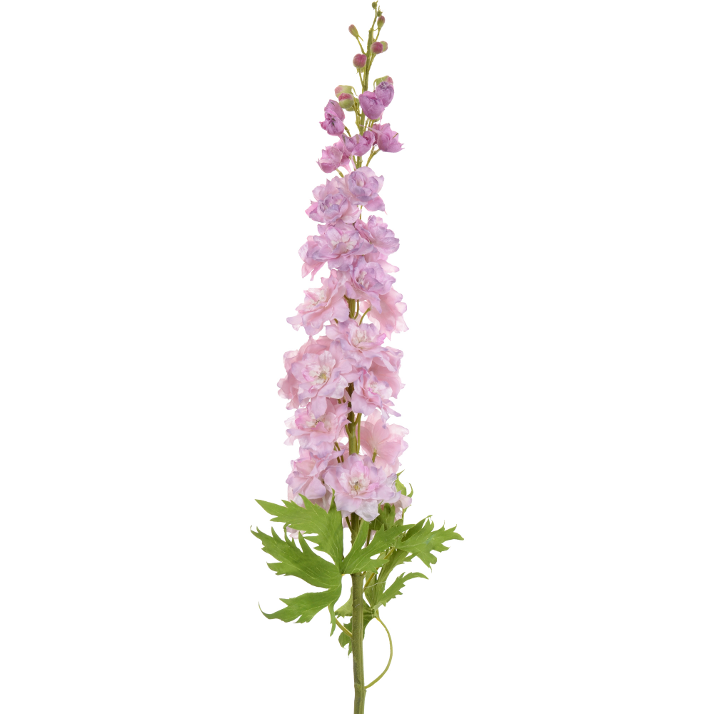 Delphinium Pink 60 A1 FRESH EXCHANGE FZCO KE buy wholesale on M-Flowers