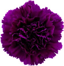 Carnation Moontea 70 A1 Florigene CO купить оптом на M-Flowers