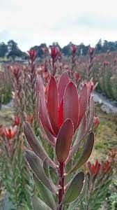 Leucadendron Safari Sunset multicolor 70 A1 Leucadendron Safari Sunset 70 A1 SIAN ROSES KE buy wholesale on M-Flowers