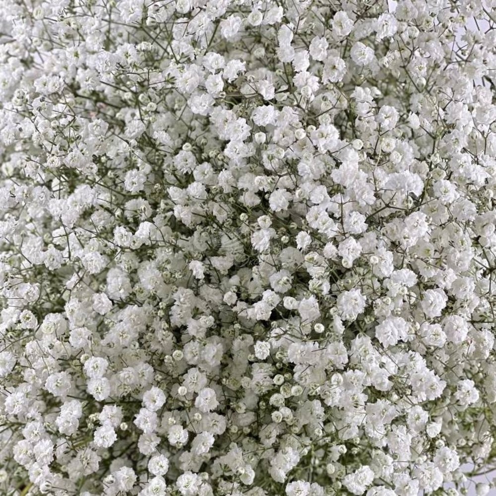 Gypsophila White 70 A1 QUALIFERUS RU buy wholesale on M-Flowers