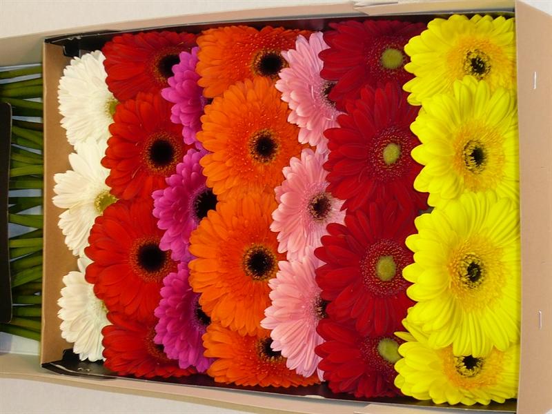 Gerbera MIX multicolor 70 A1 QUALIFERUS Russia comprar al por mayor en M-Flowers