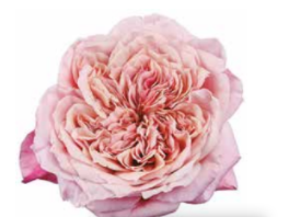 Garden Rose Miyabi 40 A1 Alexandra Farms CO купить оптом на M-Flowers