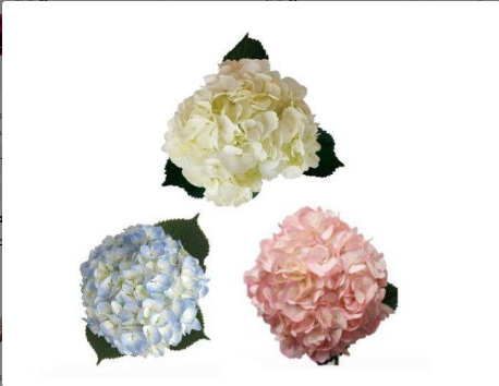 Hydrangea mix jumbo 60 A1 American Flowers S.A.S. CO buy wholesale on M-Flowers