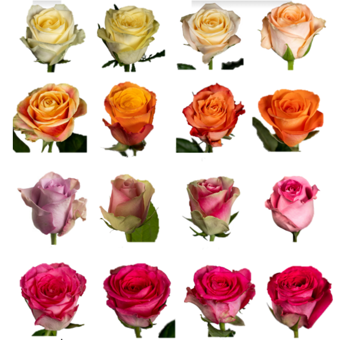 Rose Mix Premium multicolor 40 A1 FRESH EXCHANGE FZCO Kenya buy wholesale on M-Flowers