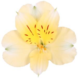 Alstroemeria Gigi Cream 80 A1 GOLDEN TULIP FARMS LIMITED KE buy wholesale on M-Flowers