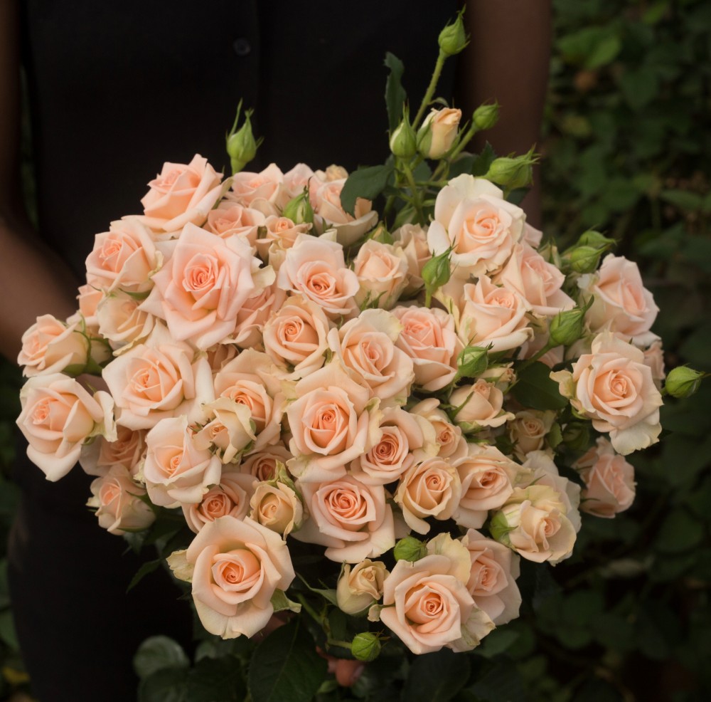 Spray roses My Beauty 40 A1 SIAN ROSES KE comprar al por mayor en M-Flowers