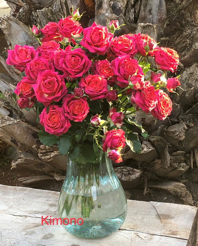 Garden Spray Rose Kimono 40 A1 RED LANDS ROSES LTD KE buy wholesale on M-Flowers