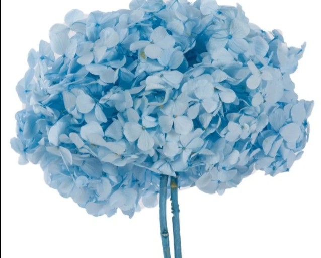 Hydrangea light blue premium 60 A1 M-Flowers CO CO buy wholesale on M-Flowers