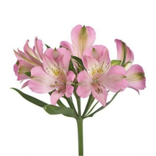 Alstromeria pink 90 A1 Much Flowers EC buy wholesale on M-Flowers