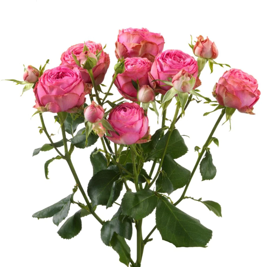Garden Spray Rose Giselle 40 A1 M-FLOWERS KE KE buy wholesale on M-Flowers