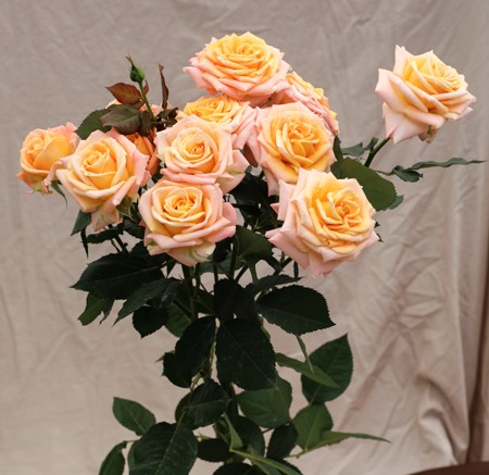 Garden Spray Rose Namaskar 40 A1 RED LANDS ROSES LTD KE buy wholesale on M-Flowers