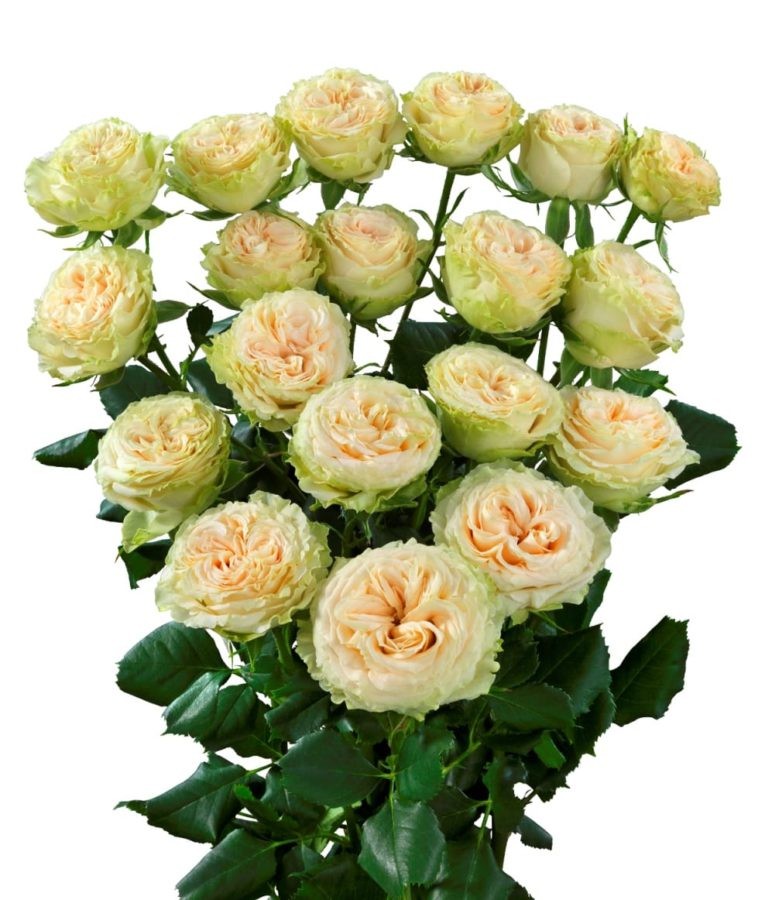 Garden Spray Rose Summer Rose 40 A1 SIAN ROSES KE buy wholesale on M-Flowers