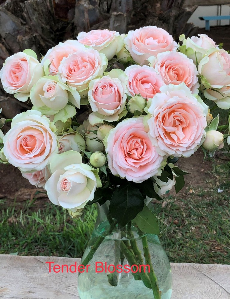Garden Spray Rose Tender Blossoms 53 A1 TAMBUZI LTD KE купить оптом на M-Flowers