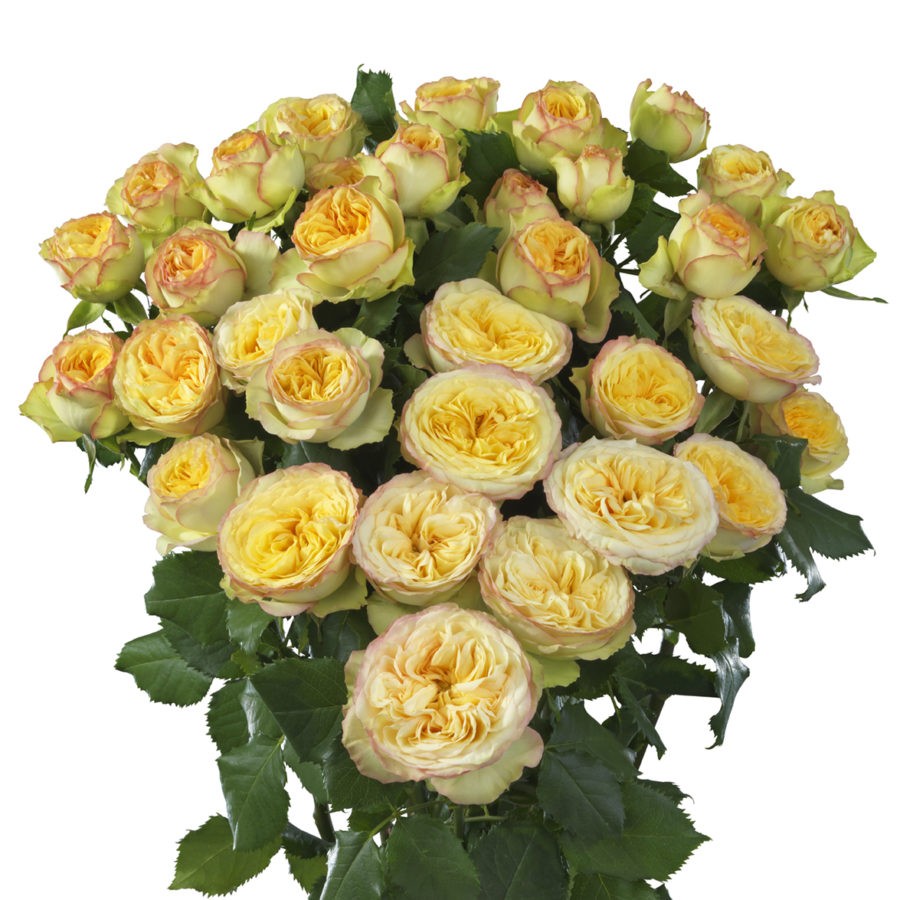 Garden Spray Rose Yoga Trendsetter 40 A1 SIAN ROSES KE купить оптом на M-Flowers