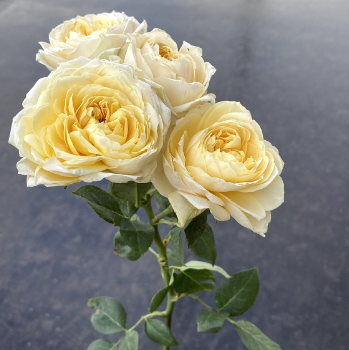 Garden Spray Rose Julieta Cream cream 50 A1 GOLDEN TULIP FARMS LTD Kenya buy wholesale on M-Flowers