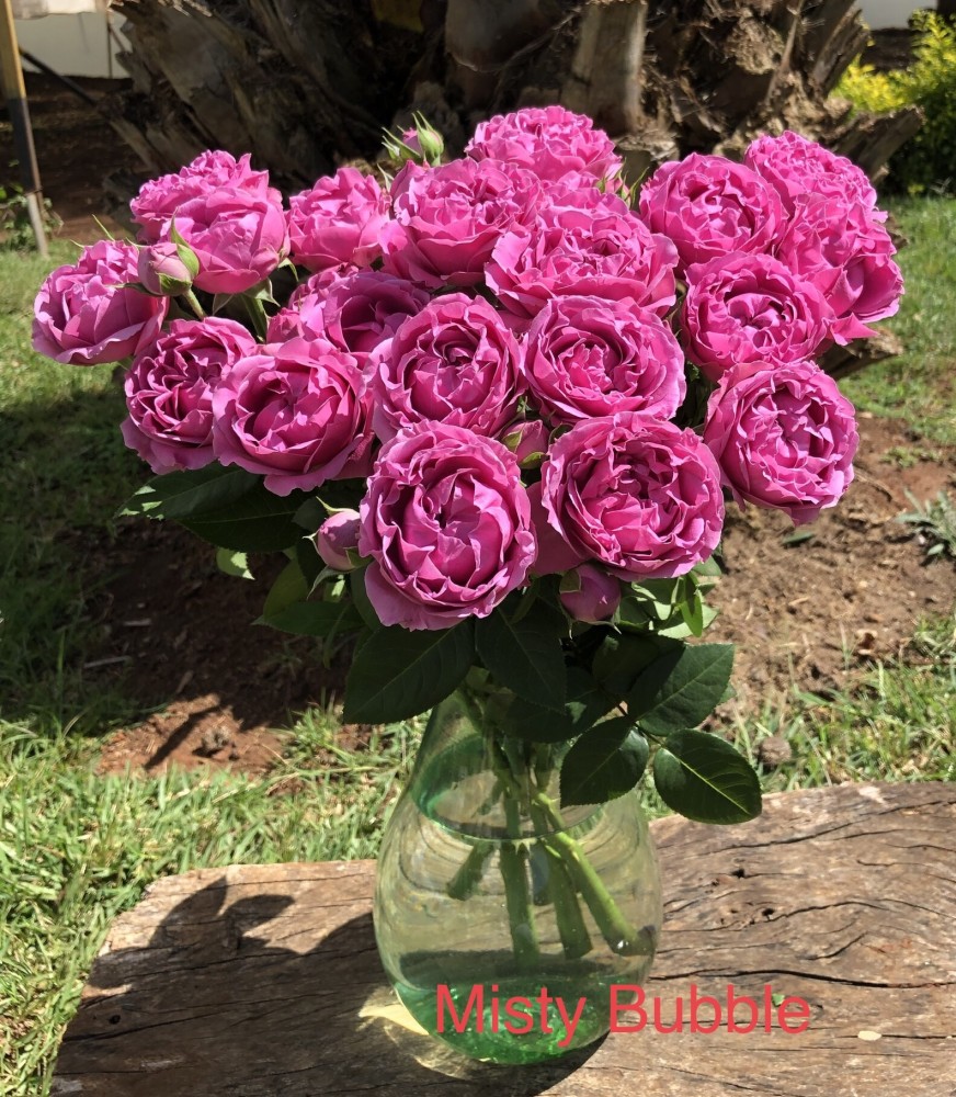 Garden Spray Rose Misty Bubbles 40 A1 RED LANDS ROSES LTD KE buy wholesale on M-Flowers