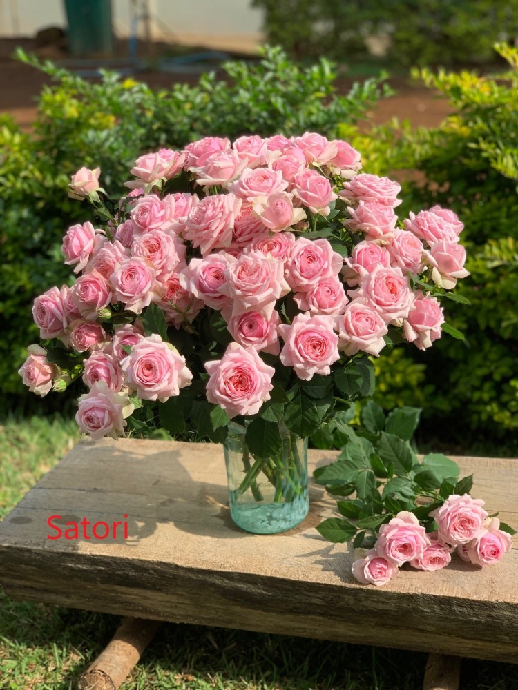 Garden Spray Rose Satori pink 40 A1 Garden Spray Rose Satori 40 A1 RED LANDS ROSES LTD KE купить оптом на M-Flowers