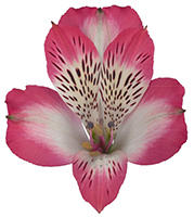 Alstroemeria Leone multicolor 85 A1 Geoflora Colombia buy wholesale on M-Flowers