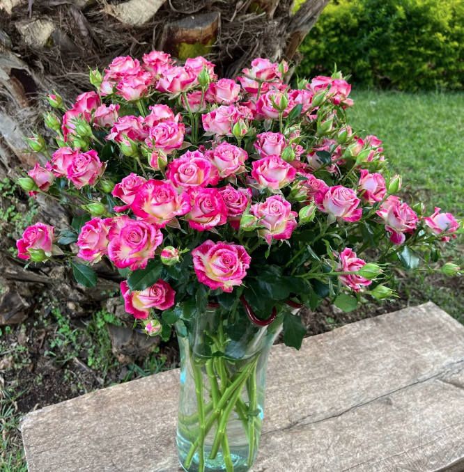 Spray roses Bala 40 A1 FRESH EXCHANGE FZCO KE comprar al por mayor en M-Flowers