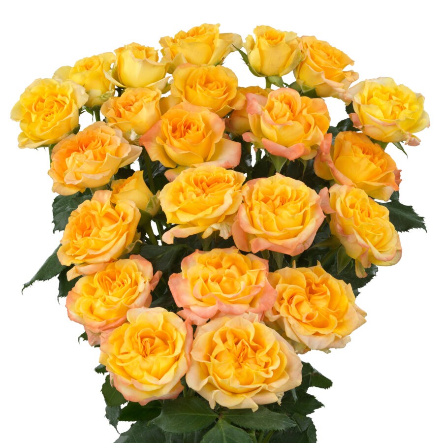 Spray roses Eternal Flame 40 A1 RED LANDS ROSES LTD KE купить оптом на M-Flowers