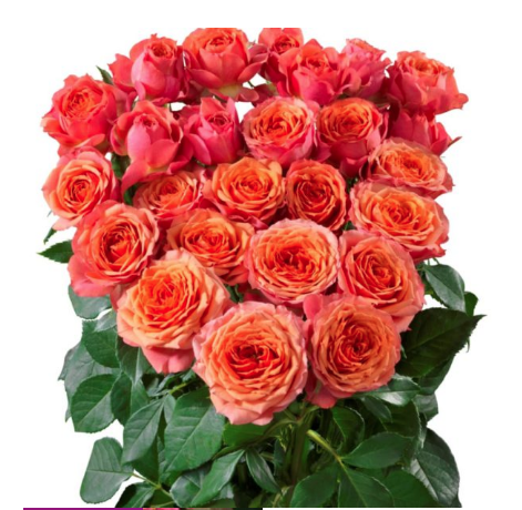 Spray roses New Star 40 A1 SHALIMAR FLOWERS (KENYA) LTD KE купить оптом на M-Flowers