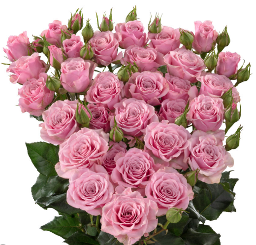 Spray roses Nolla 40 A1 RED LANDS ROSES LTD KE buy wholesale on M-Flowers