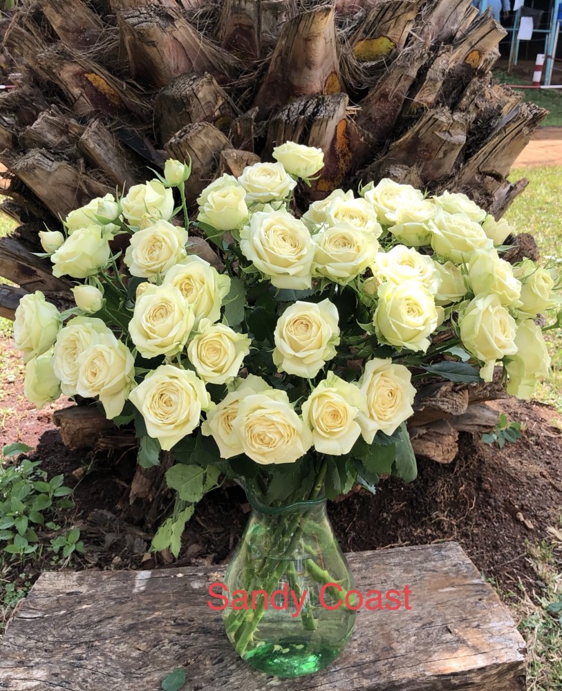 Spray roses Sandy Coast cream 40 A1 Spray roses Sandy Coast 40 A1 RED LANDS ROSES LTD KE купить оптом на M-Flowers
