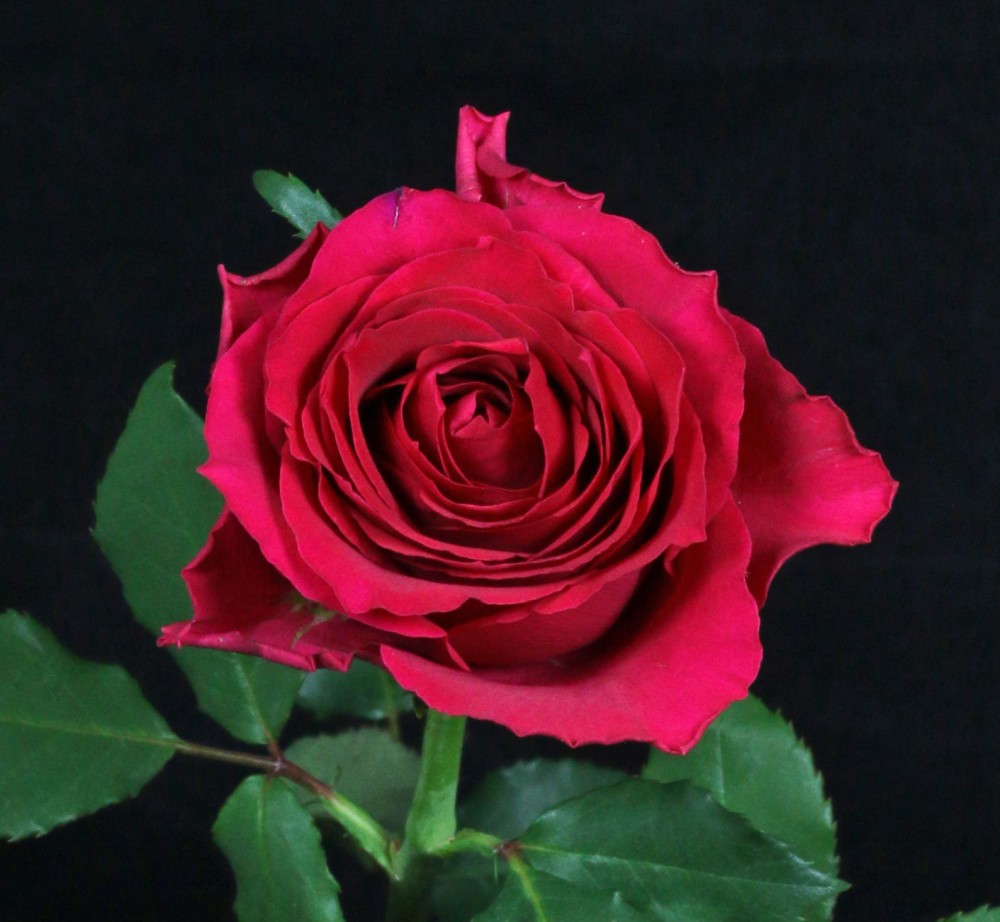 Rose Zanta 35 A1 SIAN ROSES KE comprar al por mayor en M-Flowers