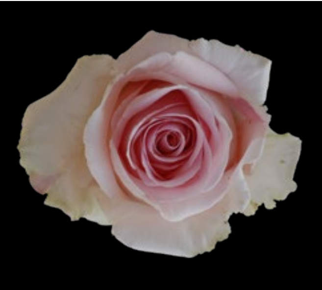 Rose Candy girl 40 A1 GOLDEN TULIP FARMS LIMITED KE купить оптом на M-Flowers