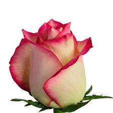 Rose Navara pink 80 A1 PRIMAROSA FLOWERS LTD Kenya comprar al por mayor en M-Flowers