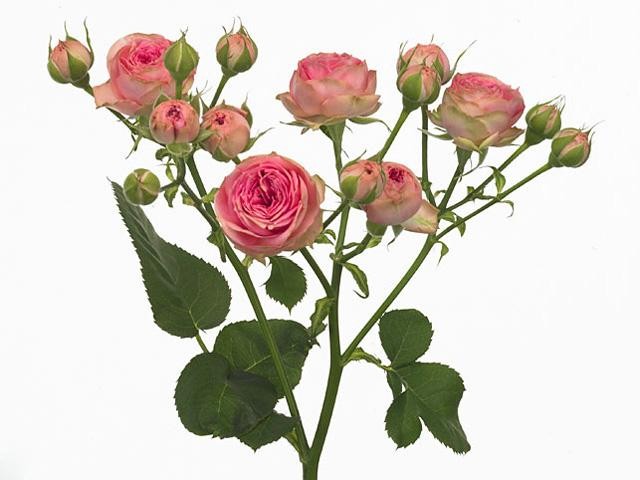 Spray roses Super Sensation pink 70 A1 QUALIFERUS Russia buy wholesale on M-Flowers